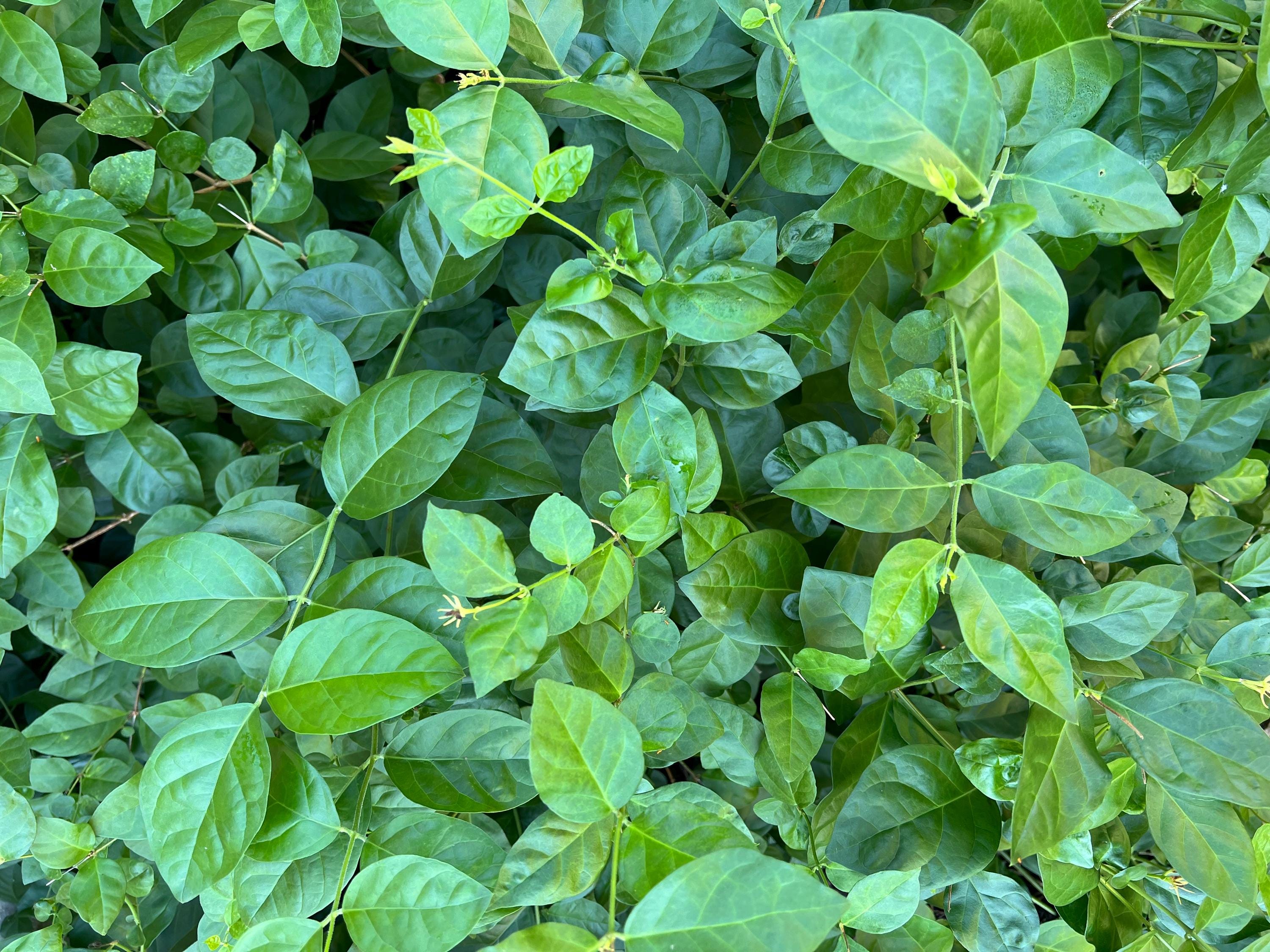 Jasmine Leaves, Organic, Handpicked and Dried, Cottage Grown, Ritual and Cottage Magic, Partially Crushed for Love and Heart Magick, 1 gram