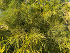 Cypress Fronds sacred green for protection, dried, Witch’s handful
