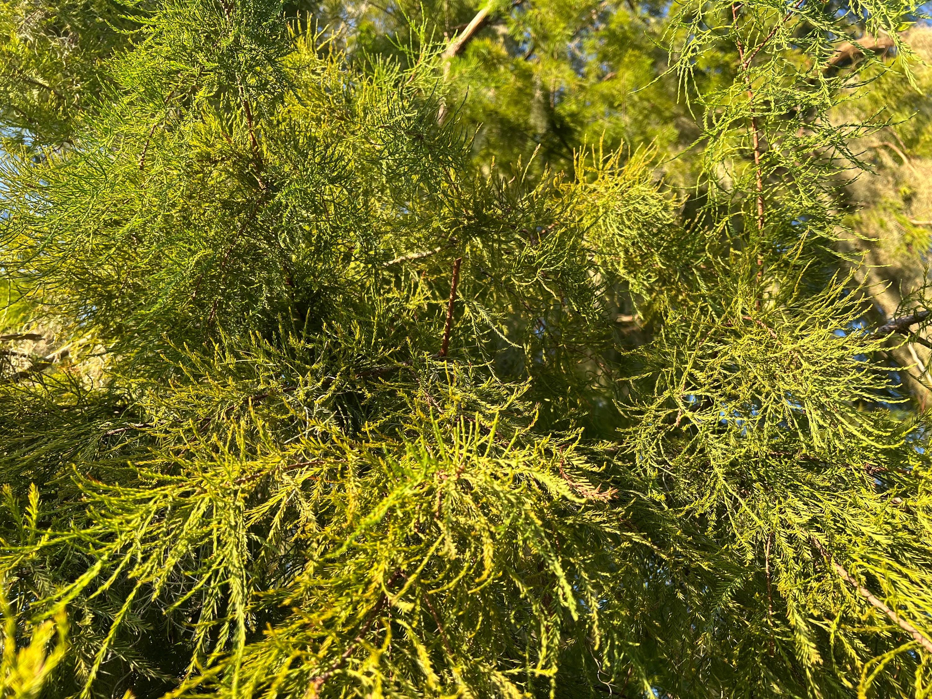Cypress Fronds sacred green for protection, dried, Witch’s handful