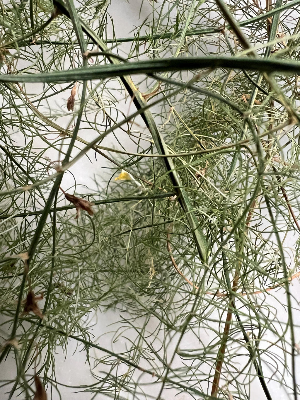 Asparagus Fronds, Growth, Renewal, Garden Witch Herb, Dried Asparagus Greens, Cottage Grown Botanical, Altar Plant Magic