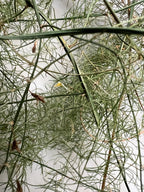Asparagus Fronds, Growth, Renewal, Garden Witch Herb, Dried Asparagus Greens, Cottage Grown Botanical, Altar Plant Magic