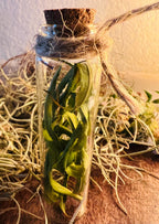 Willow Whisper Vial Dried Willow Leaves in Glass Vial Foraged Witch Herb Charm Protection Grief Release Liminal Magic