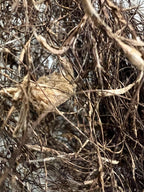 Horsehair Lichen, Foraged Woodland Thread, Primitive Curio for Spellcraft, Altars and Sacred Making