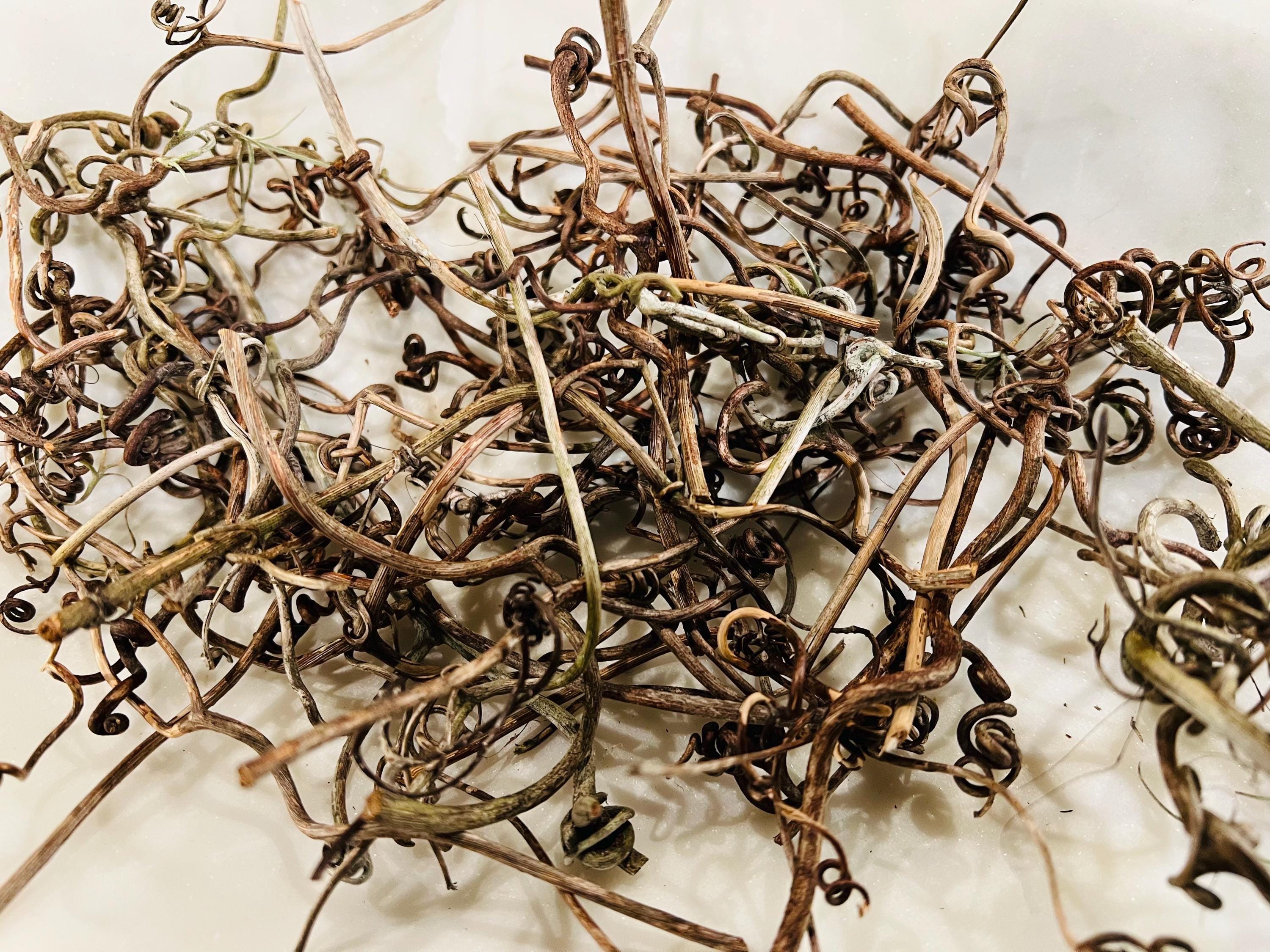 Grapevine tendrils, wild, foraged on demand, approx 10 tendrils