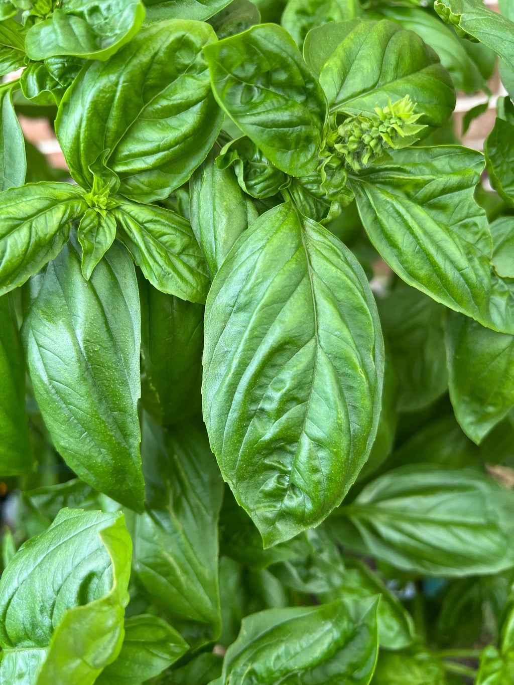 Basil Covered Skull Charm, Homegrown Herbs, Mini Altar Decor
