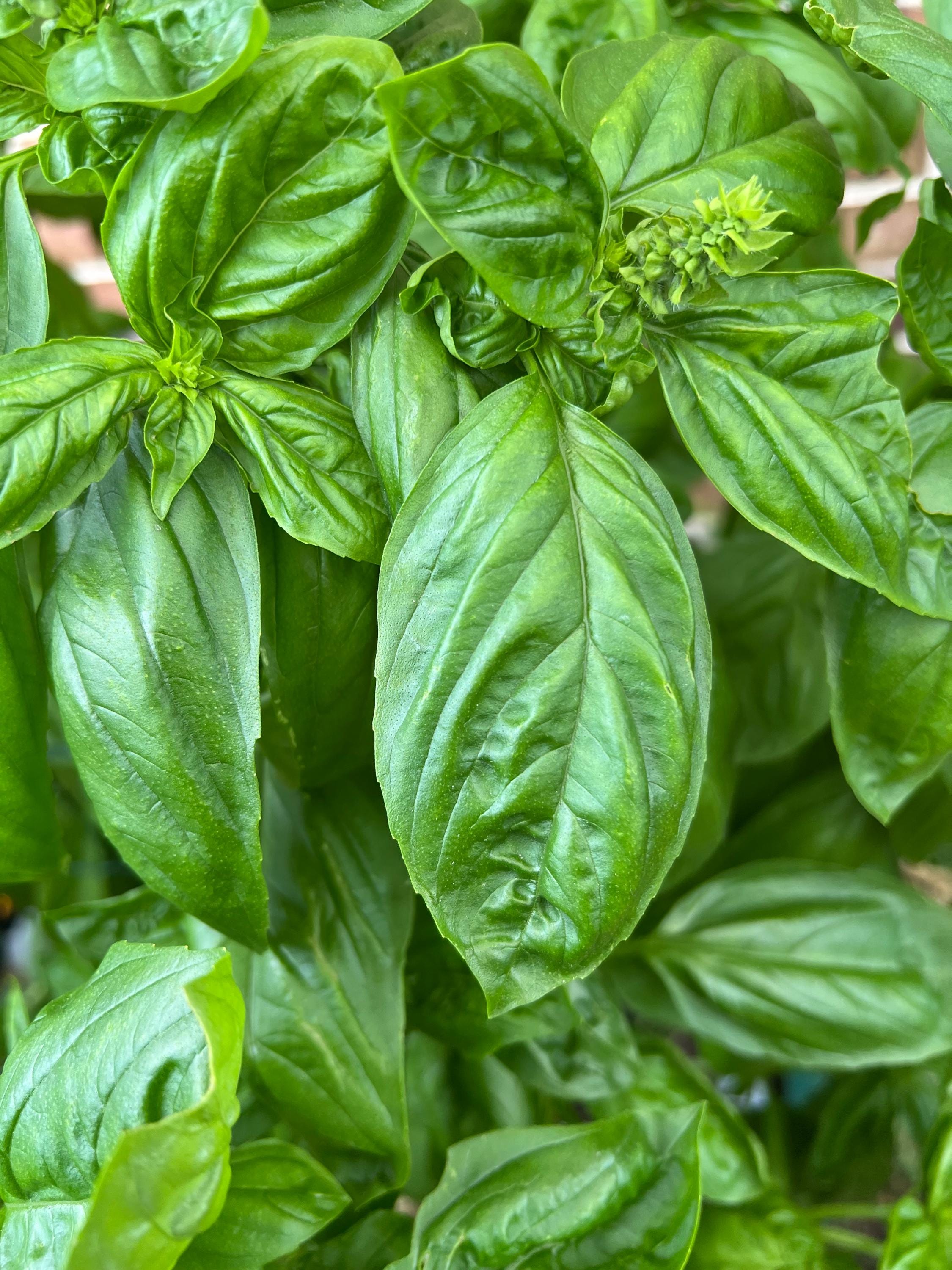 Basil Covered Skull Charm, Homegrown Herbs, Mini Altar Decor