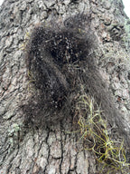Horsehair Lichen, Foraged Woodland Thread, Primitive Curio for Spellcraft, Altars and Sacred Making