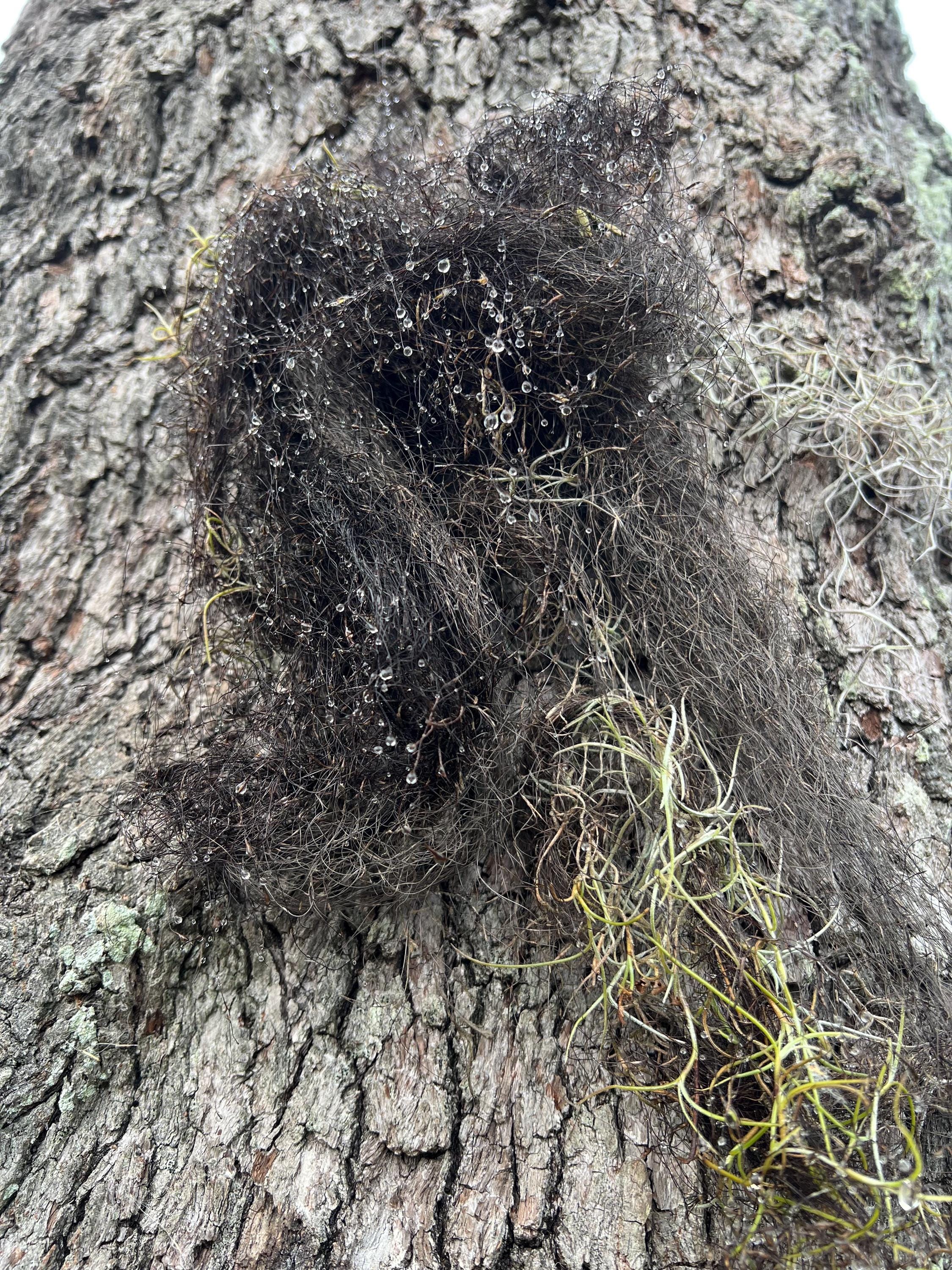 Horsehair Lichen, Foraged Woodland Thread, Primitive Curio for Spellcraft, Altars and Sacred Making