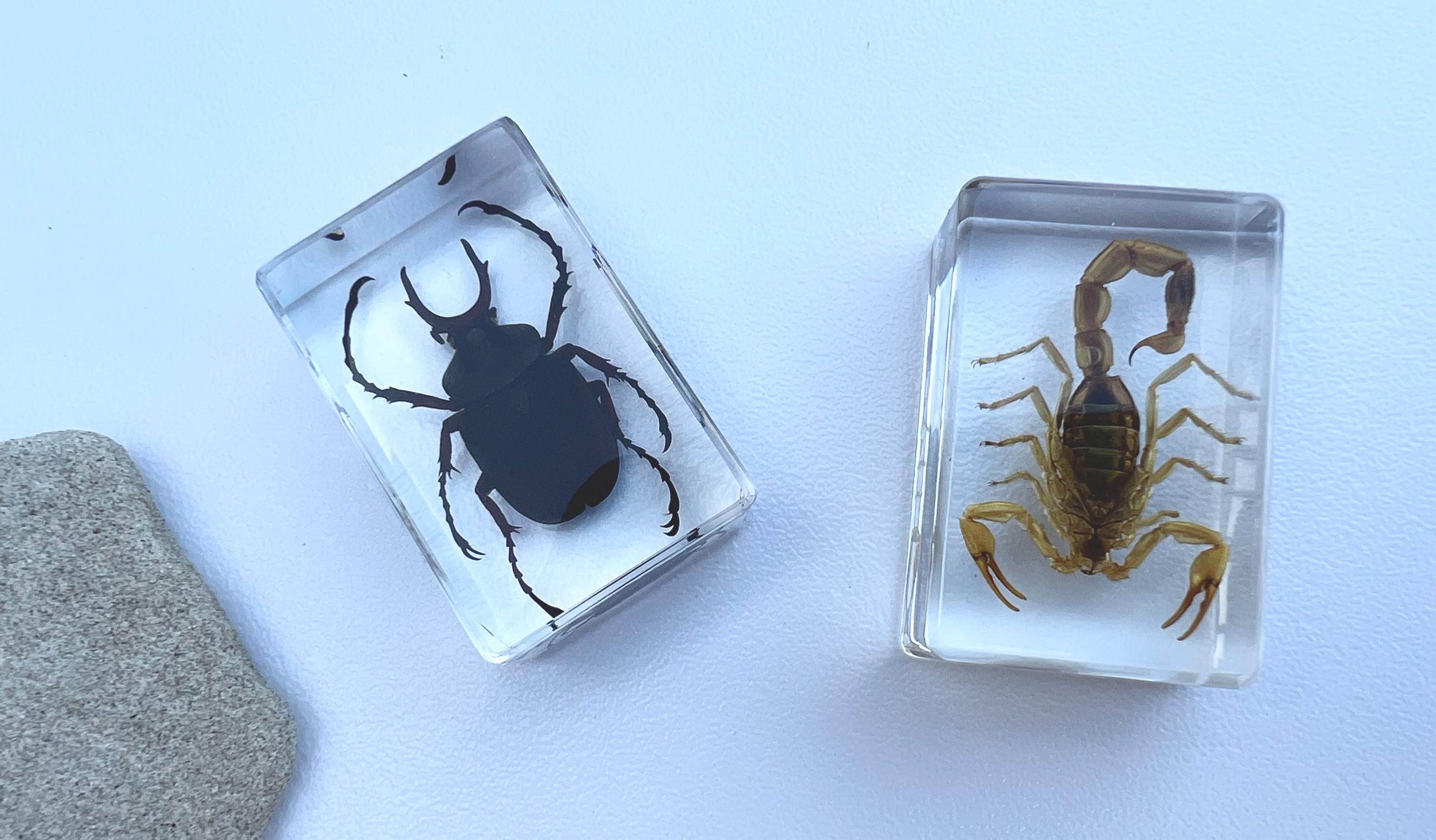 Encased Scorpion or Beetle Curio, Resin Display Specimen, Oddities Decor, Witchy Shelf Curio, Insect Display Block, Choose One