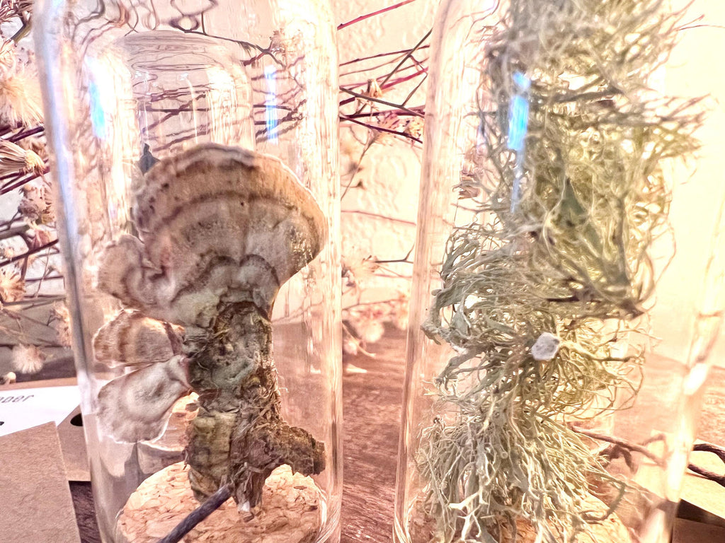 Forest Finds, Glass Cloche Curio, Foraged Woodland Specimen Display, Oddity
