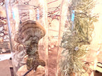 Forest Finds, Glass Cloche Curio, Foraged Woodland Specimen Display, Oddity