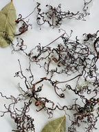 Whispering Tendrils – Tiny Twining Vine Curios | Wispy Botanical Relics for Altar, Spellwork & Craft