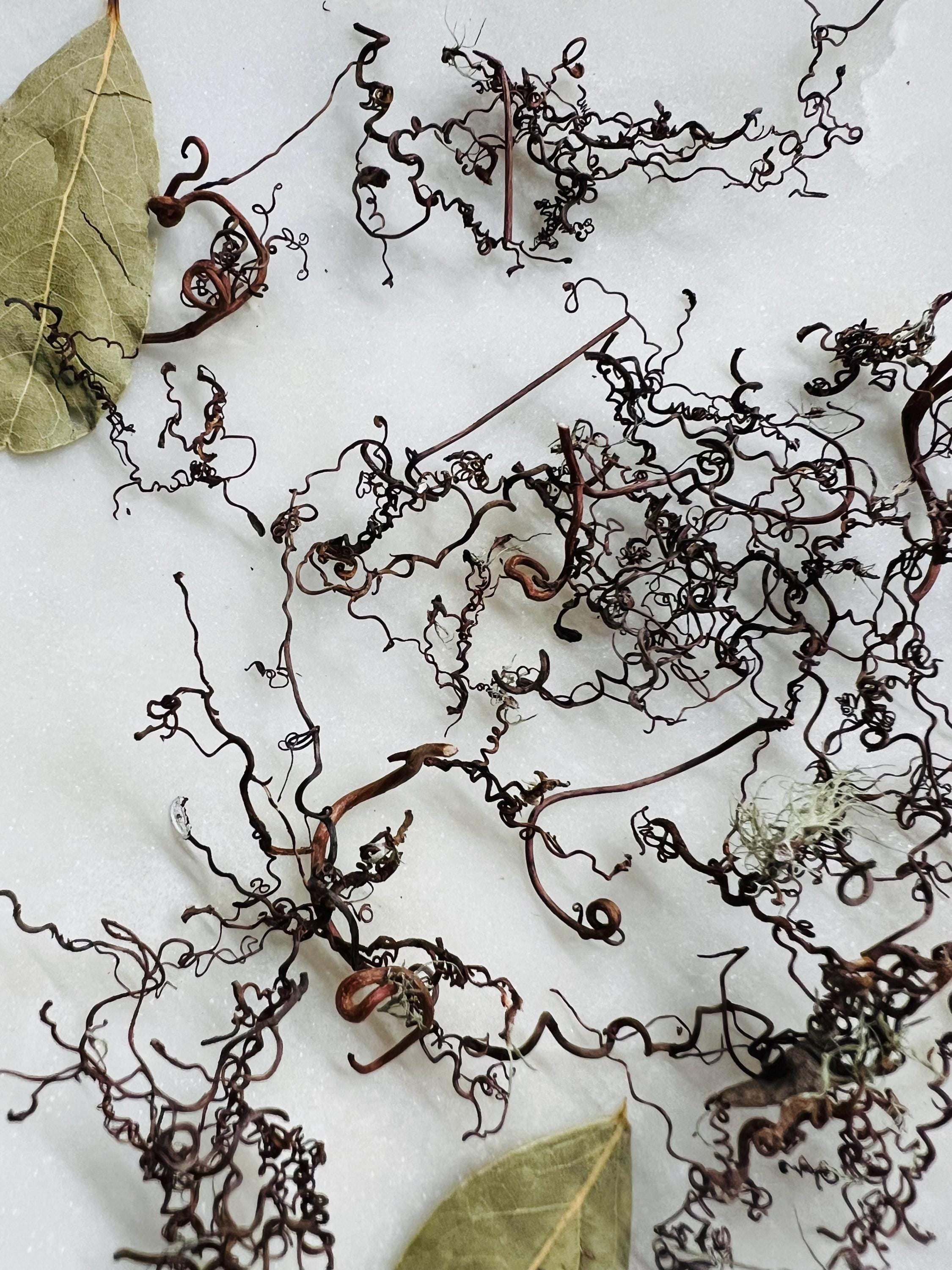 Whispering Tendrils – Tiny Twining Vine Curios | Wispy Botanical Relics for Altar, Spellwork & Craft