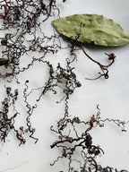 Whispering Tendrils – Tiny Twining Vine Curios | Wispy Botanical Relics for Altar, Spellwork & Craft