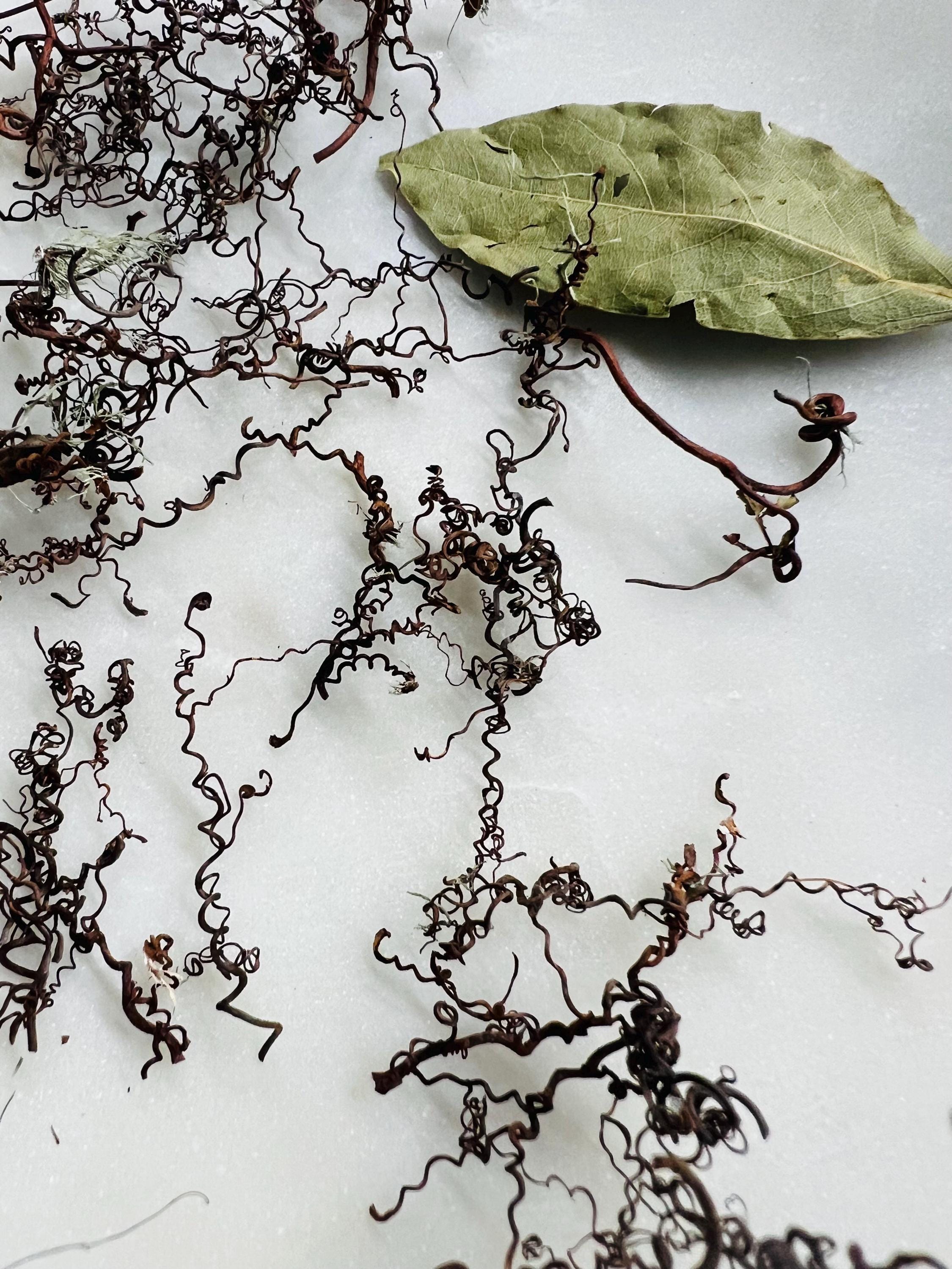 Whispering Tendrils – Tiny Twining Vine Curios | Wispy Botanical Relics for Altar, Spellwork & Craft