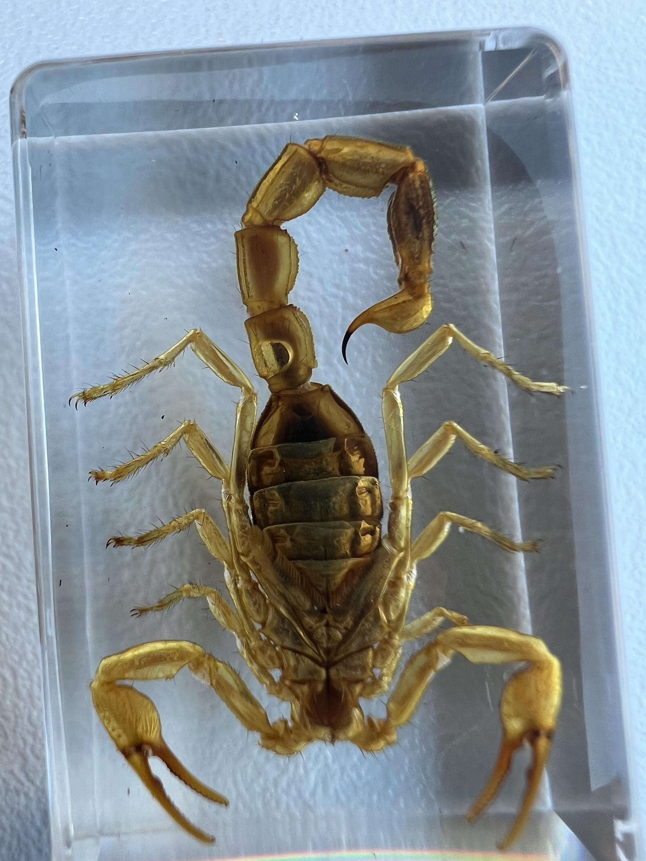 Encased Scorpion or Beetle Curio, Resin Display Specimen, Oddities Decor, Witchy Shelf Curio, Insect Display Block, Choose One