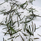 Rosemary Salt, Ritual Salt Witchcraft Supply Protection Cleansing Salt Cottage Grown Rosemary Spiritual Curio
