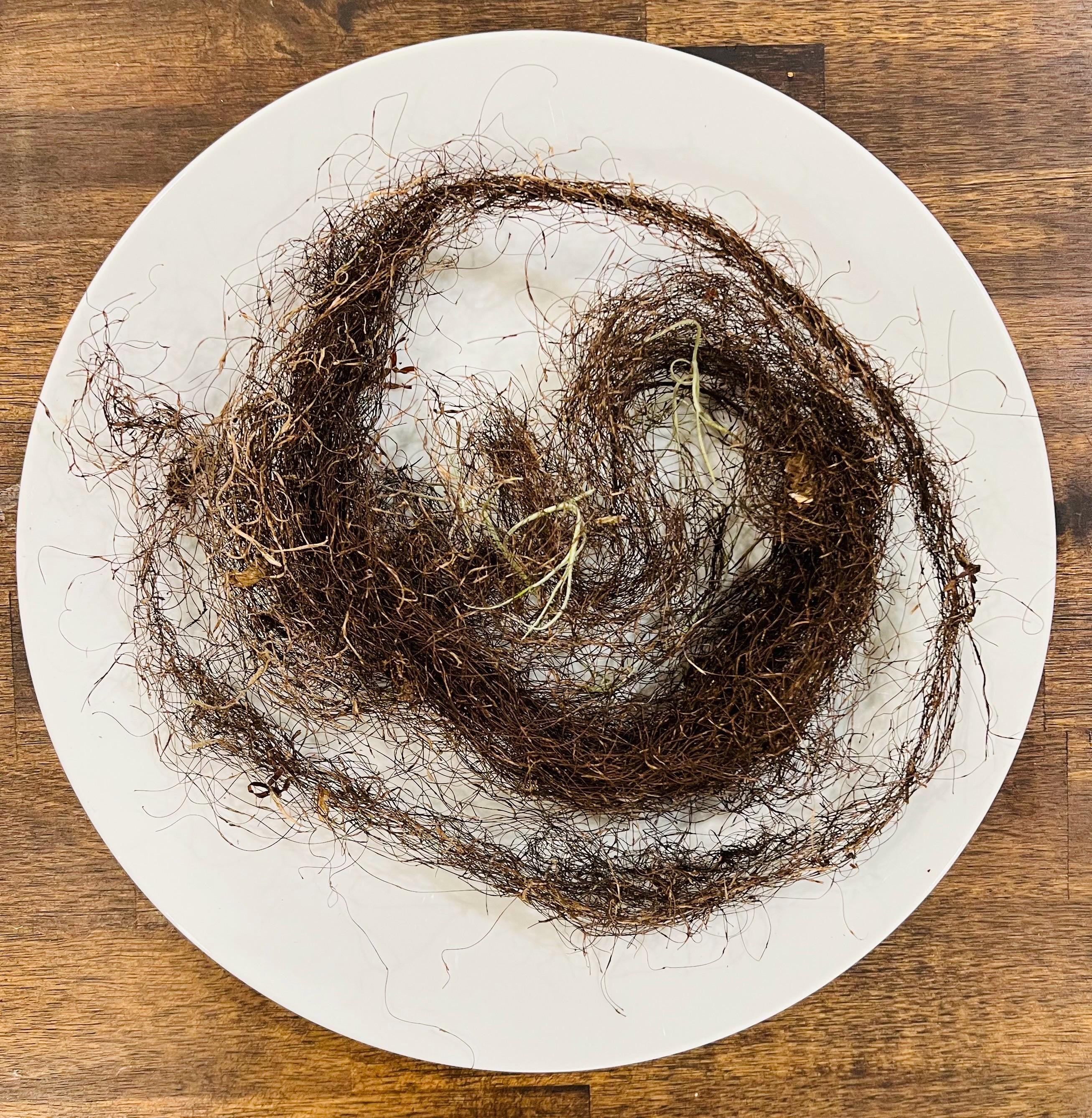 Horsehair Lichen, Foraged Woodland Thread, Primitive Curio for Spellcraft, Altars and Sacred Making