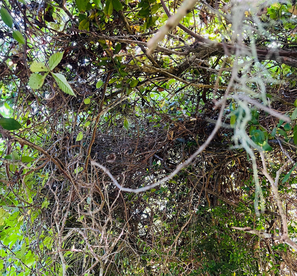 Grapevine tendrils, wild, foraged on demand, approx 10 tendrils