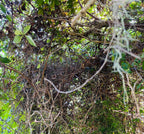 Grapevine tendrils, wild, foraged on demand, approx 10 tendrils