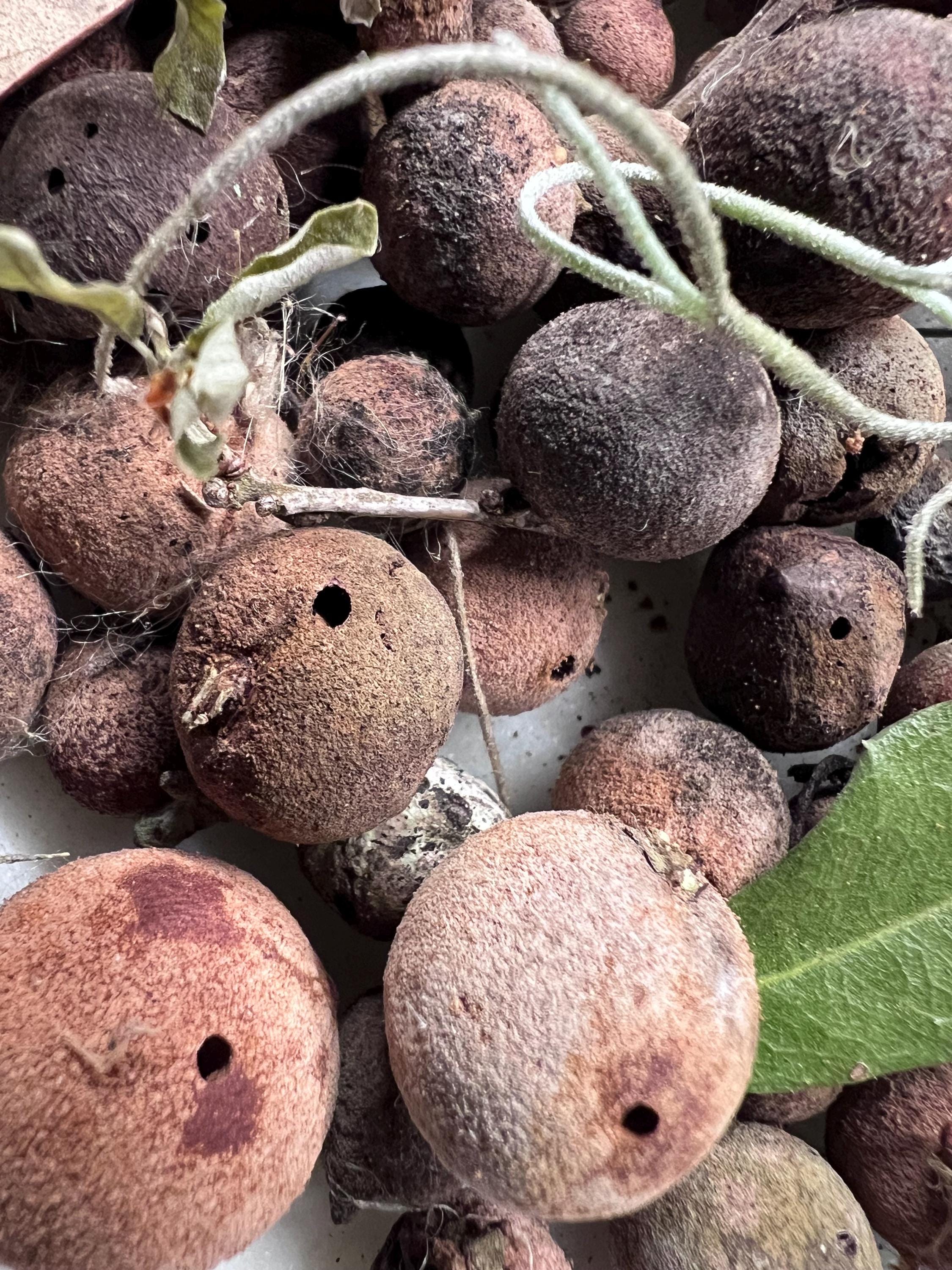 Oak Galls, Foraged Oak Galls for Witchcraft, Natural Curio for Spell Work, Forest Findings, Primitive Witch Supplies