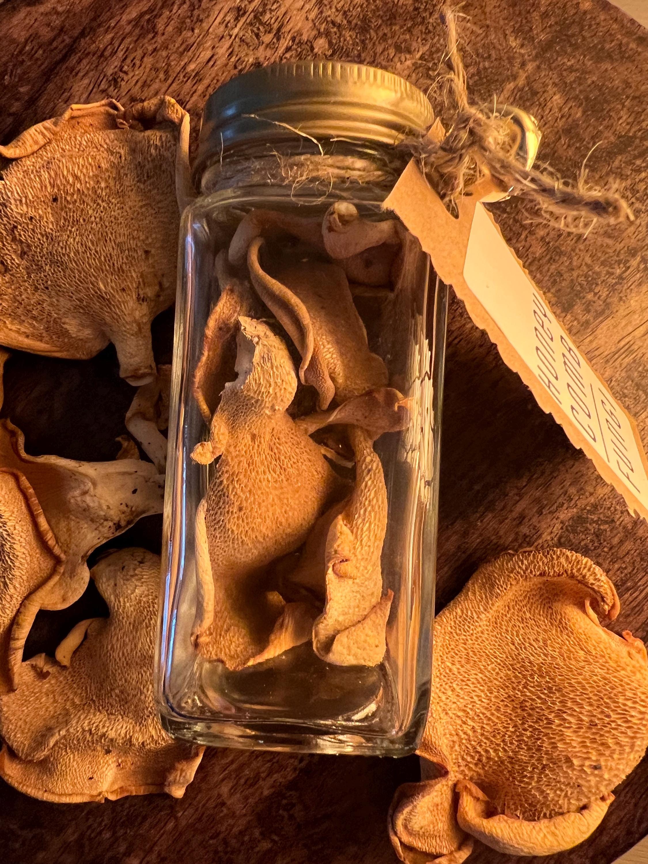 Honeycomb Fungi Protection Curio, Favolus brasiliensis Jar, Renewal and Forest Witchcraft Specimen, Foraged Mushroom Altar Curio