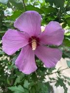 Dried Flower Purple Rose of Sharon, Dried Organic Heirloom Herb for Witchcraft, Beauty and Boundaries, 3 grams, Self Love, Renewal