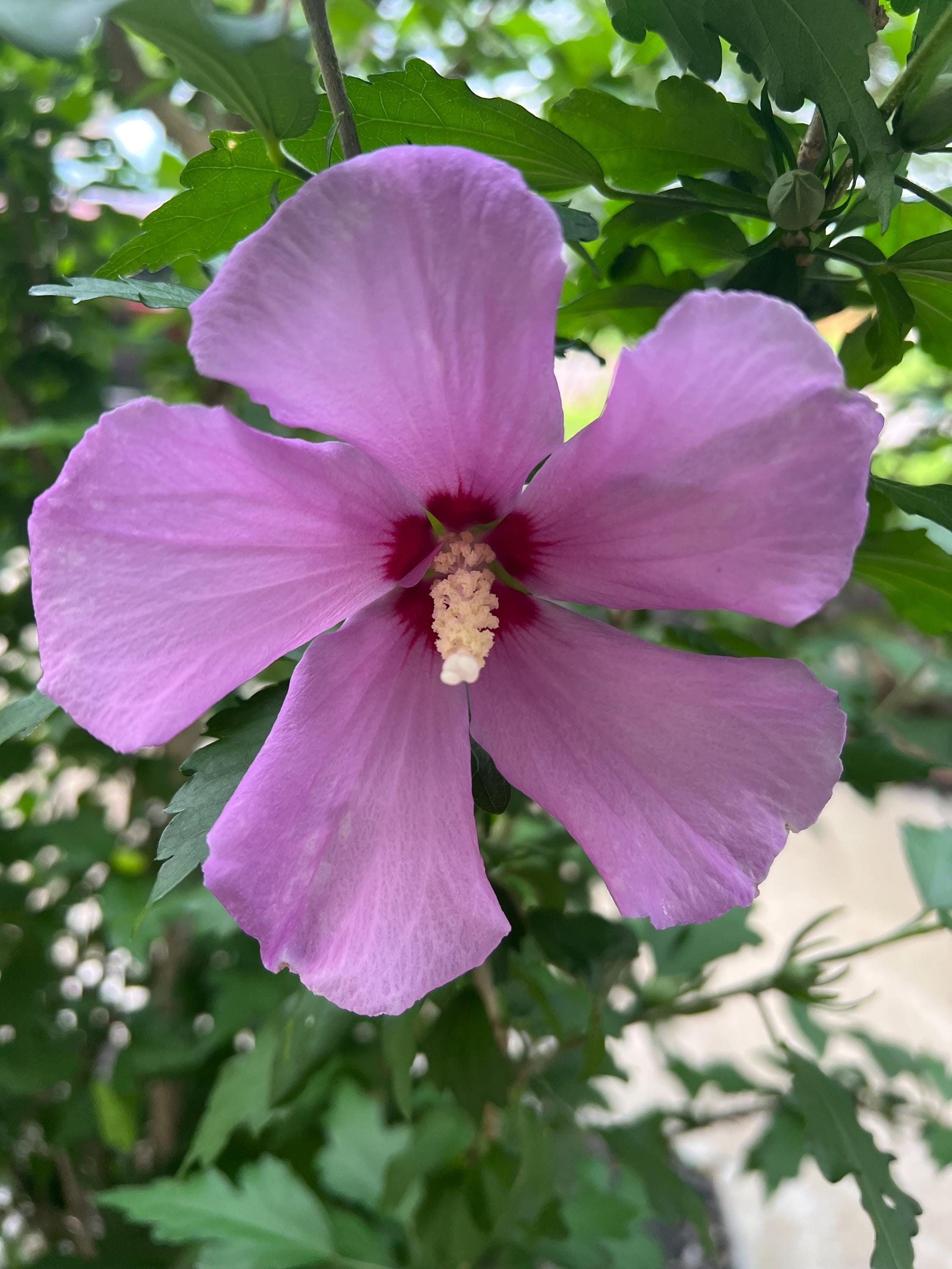 Dried Flower Purple Rose of Sharon, Dried Organic Heirloom Herb for Witchcraft, Beauty and Boundaries, 3 grams, Self Love, Renewal
