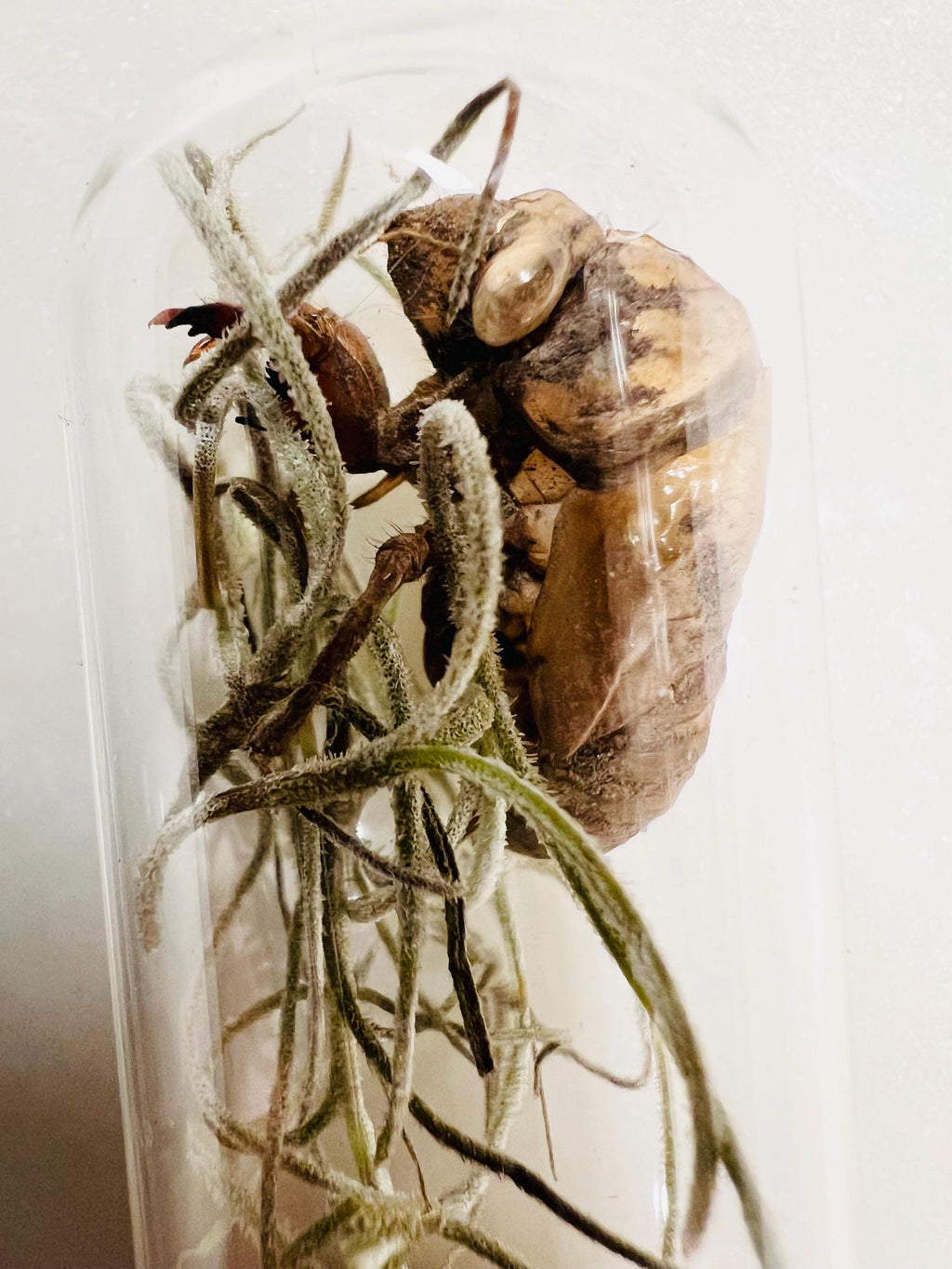 Cicada Shell Reliquary, Spanish Moss Specimen, Transformation Curio, Death and Rebirth Symbol, Forest Witch Altar Relic