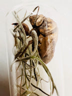 Cicada Shell Reliquary, Spanish Moss Specimen, Transformation Curio, Death and Rebirth Symbol, Forest Witch Altar Relic