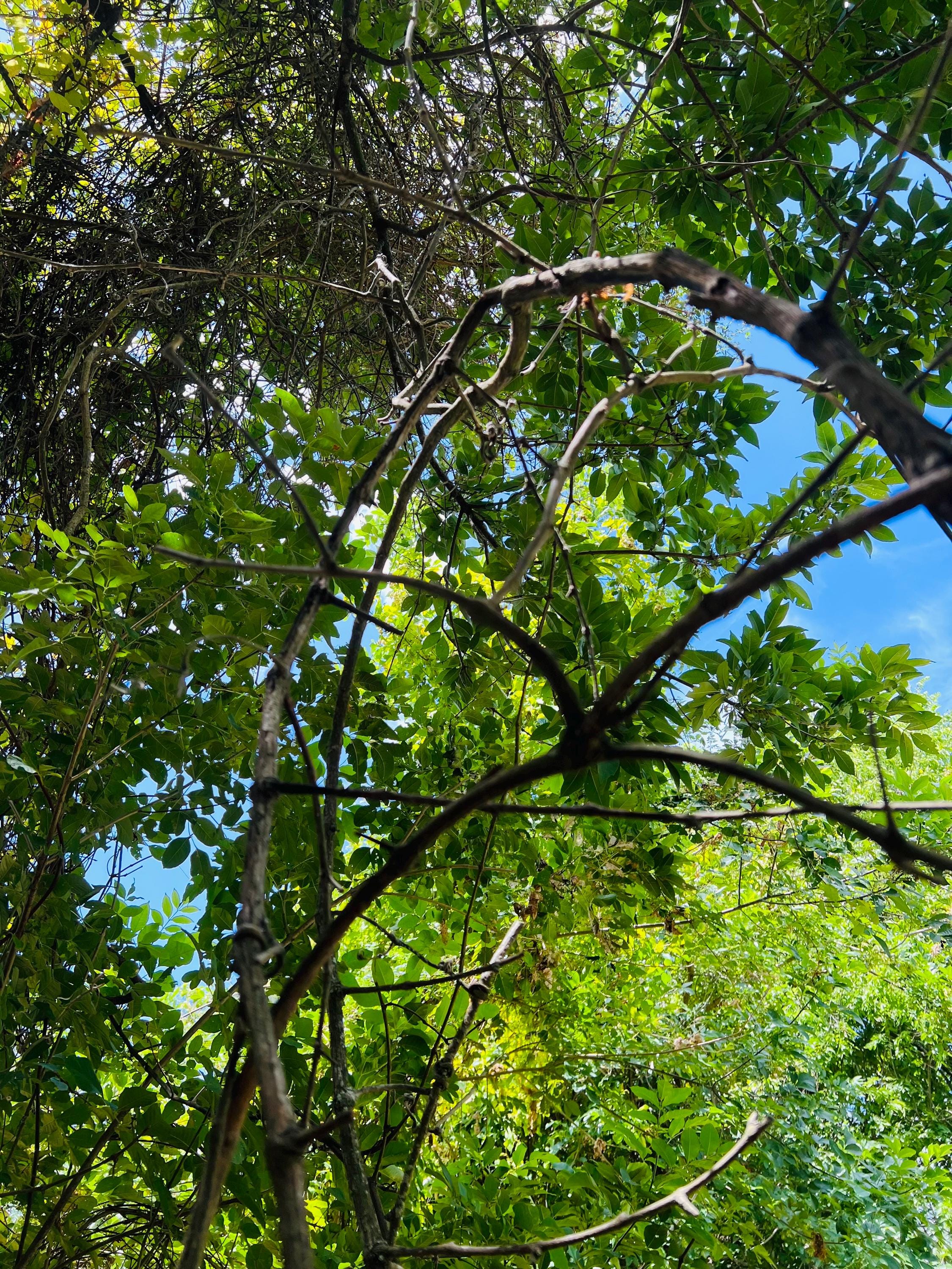 Grapevine tendrils, wild, foraged on demand, approx 10 tendrils
