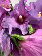 Dried Flower Purple Rose of Sharon, Dried Organic Heirloom Herb for Witchcraft, Beauty and Boundaries, 3 grams, Self Love, Renewal