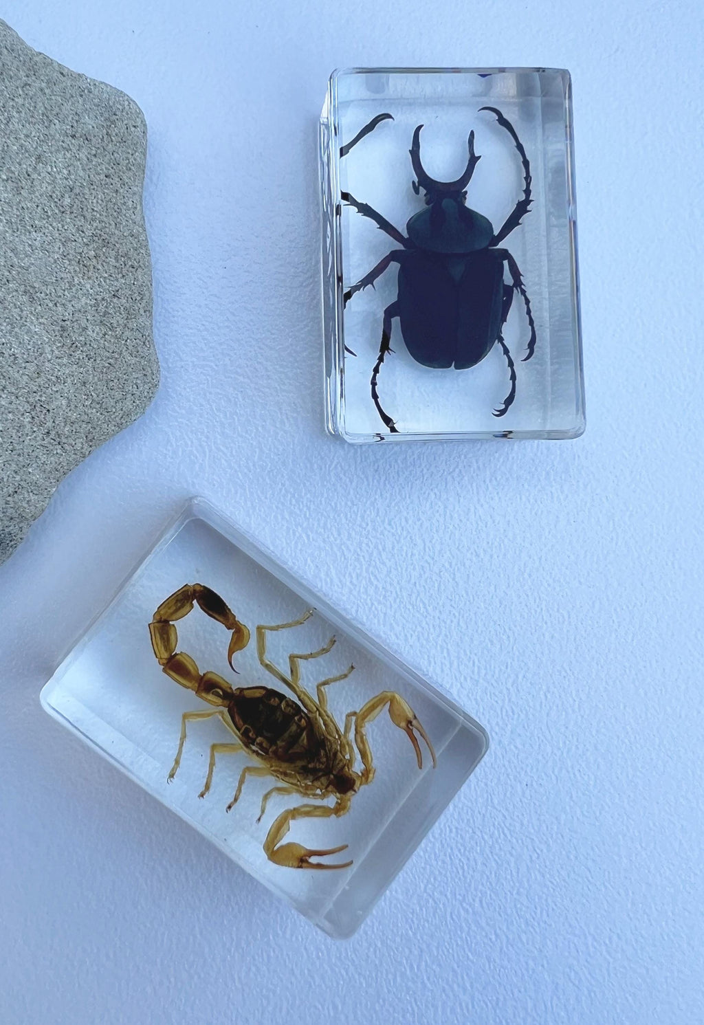 Encased Scorpion or Beetle Curio, Resin Display Specimen, Oddities Decor, Witchy Shelf Curio, Insect Display Block, Choose One