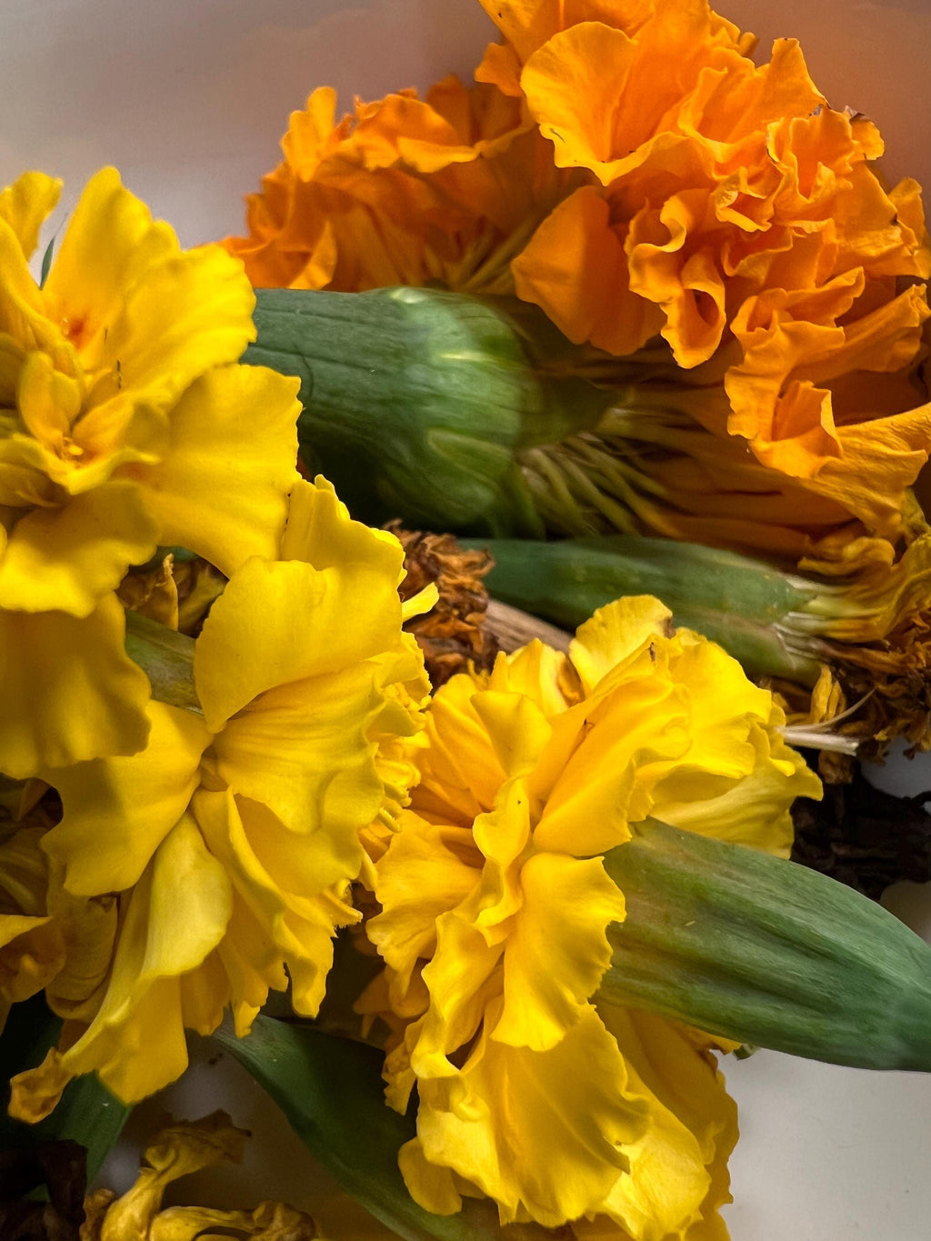 Marigold Charm, Creativity, Solar Magic, Dried Botanical, 2026 Harvest