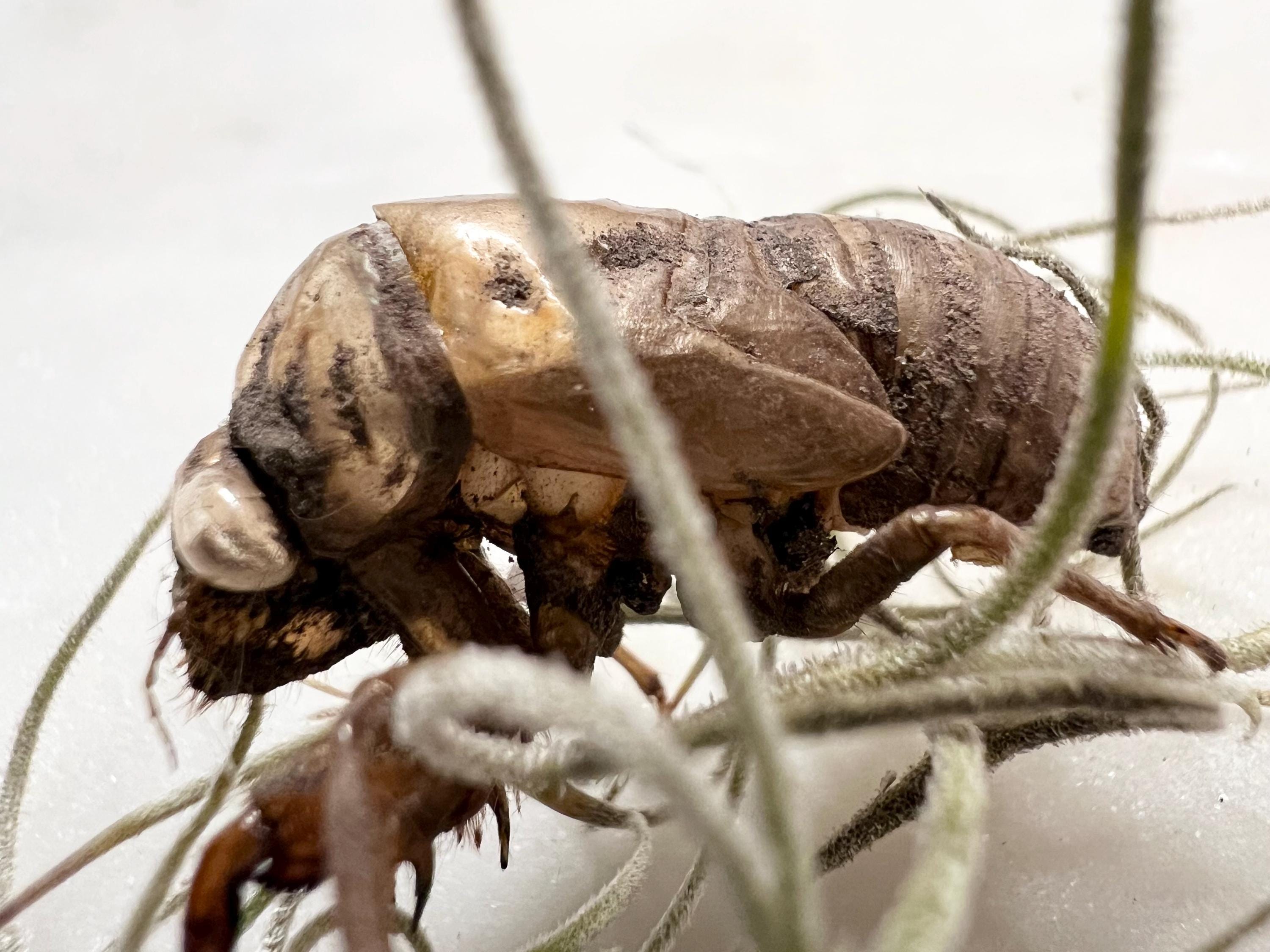 Cicada Shell Reliquary, Spanish Moss Specimen, Transformation Curio, Death and Rebirth Symbol, Forest Witch Altar Relic