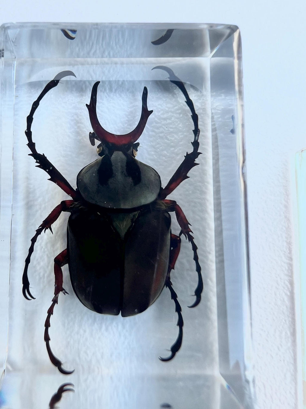 Encased Scorpion or Beetle Curio, Resin Display Specimen, Oddities Decor, Witchy Shelf Curio, Insect Display Block, Choose One