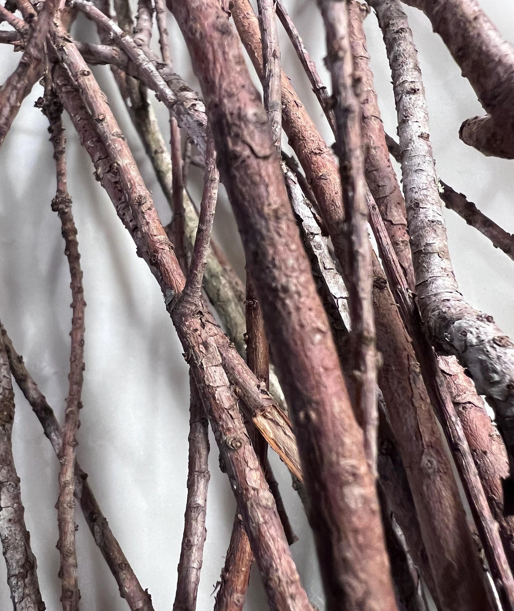 Cypress Twigs, Organic Ritual Sticks, Protection Magic, Set of 20