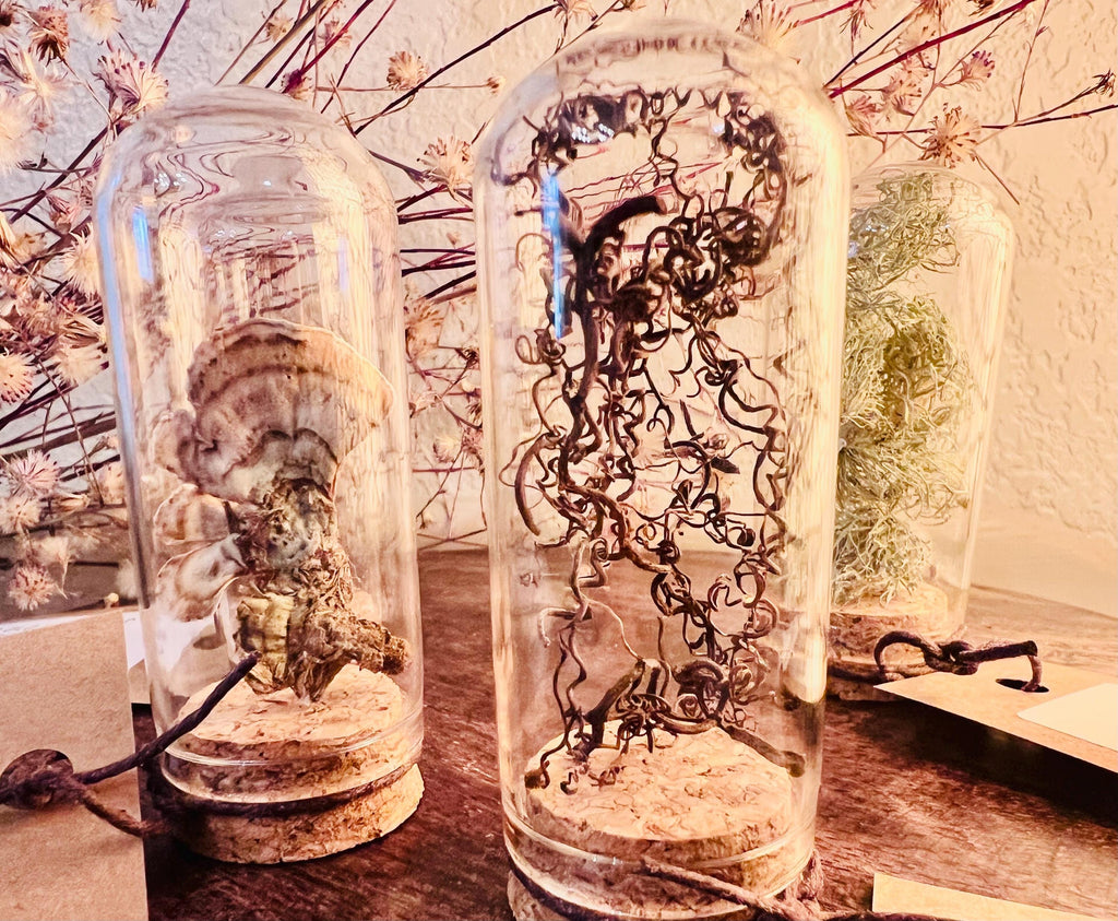 Forest Finds, Glass Cloche Curio, Foraged Woodland Specimen Display, Oddity