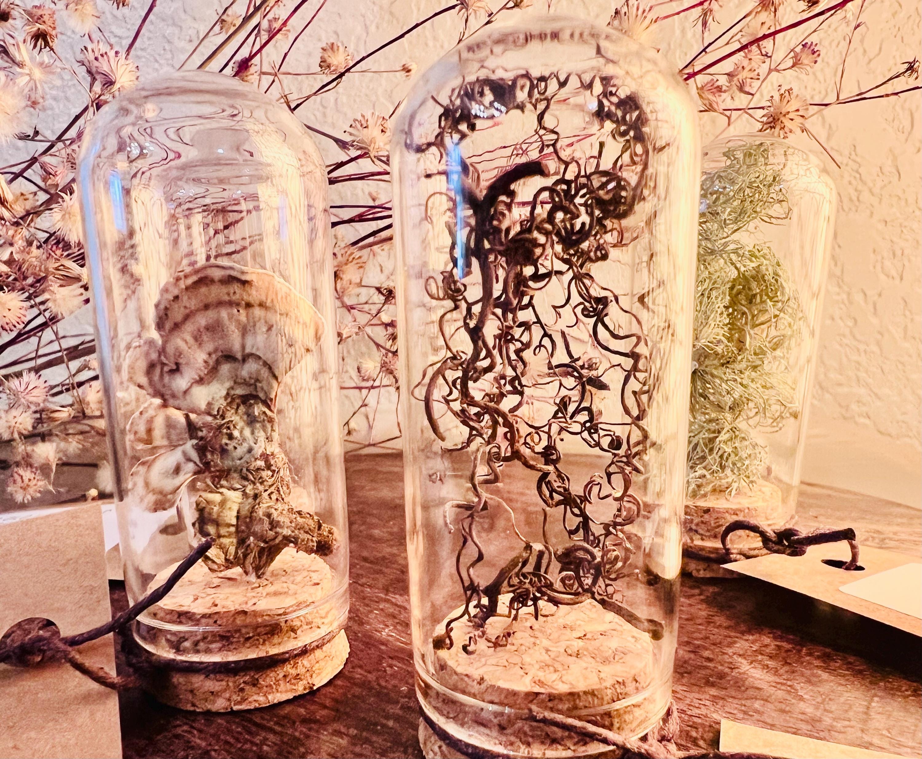 Forest Finds, Glass Cloche Curio, Foraged Woodland Specimen Display, Oddity