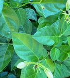 Jasmine Leaves, Organic, Handpicked and Dried, Cottage Grown, Ritual and Cottage Magic, Partially Crushed for Love and Heart Magick, 1 gram