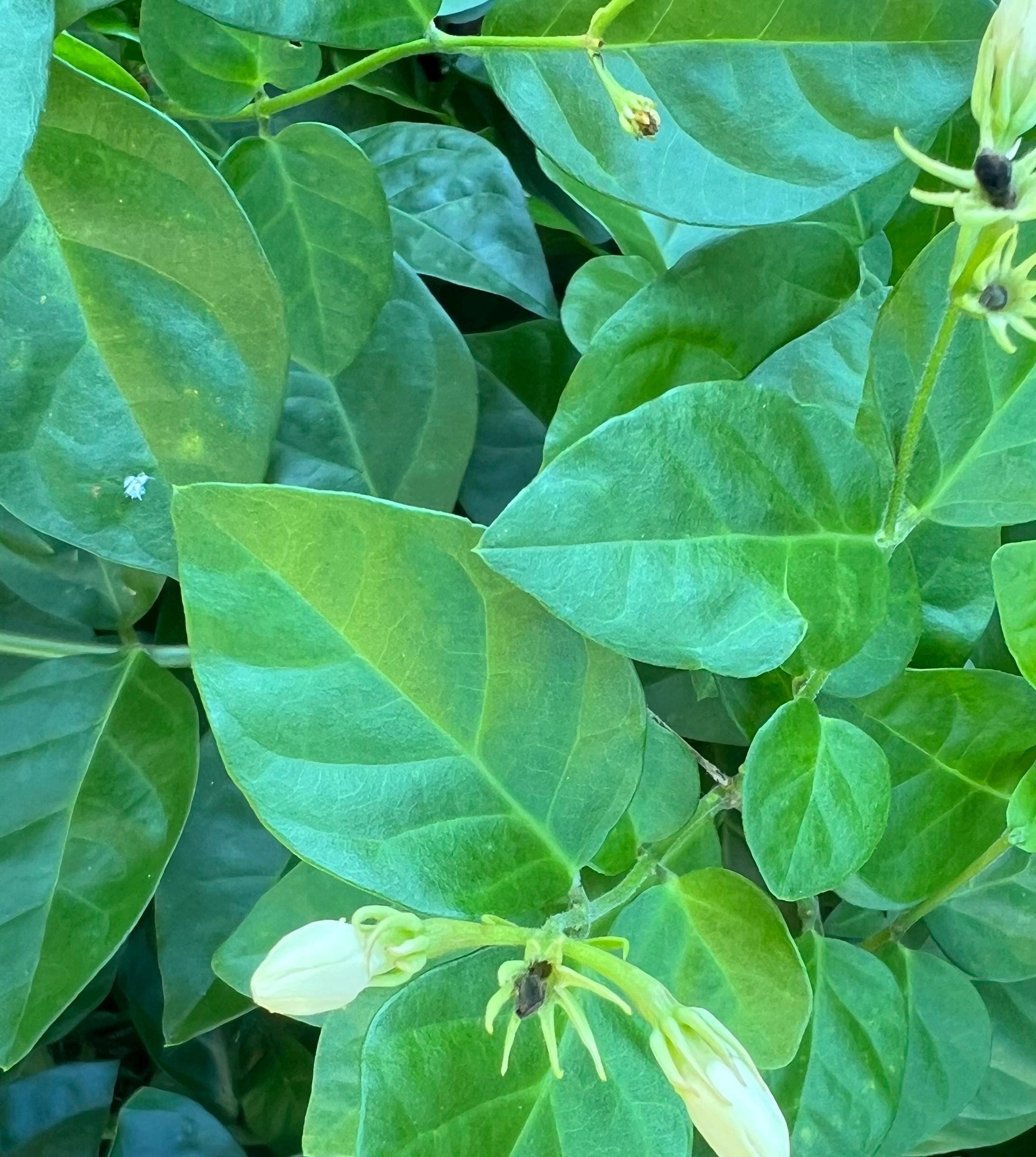 Jasmine Leaves, Organic, Handpicked and Dried, Cottage Grown, Ritual and Cottage Magic, Partially Crushed for Love and Heart Magick, 1 gram