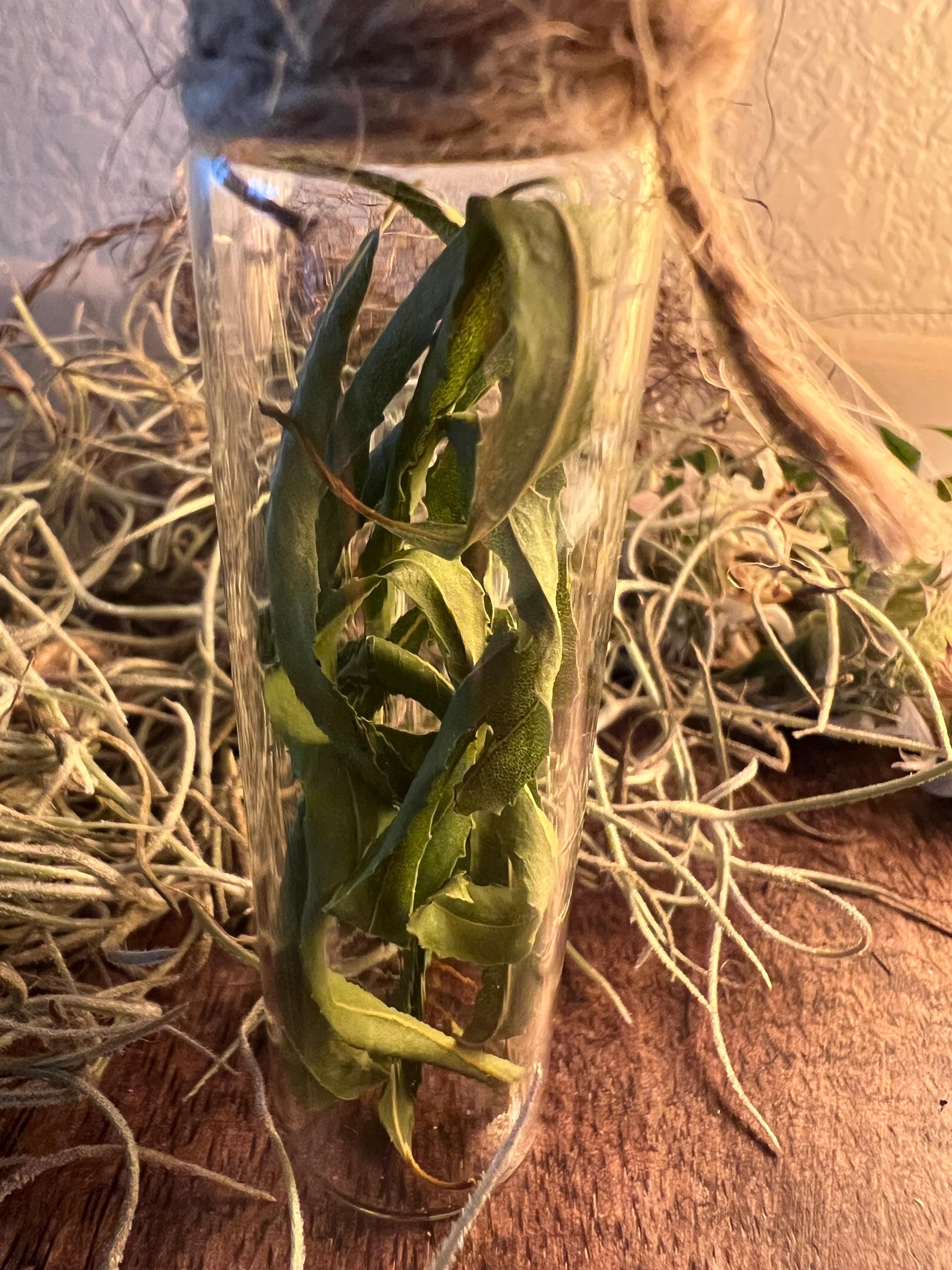 Willow Whisper Vial Dried Willow Leaves in Glass Vial Foraged Witch Herb Charm Protection Grief Release Liminal Magic