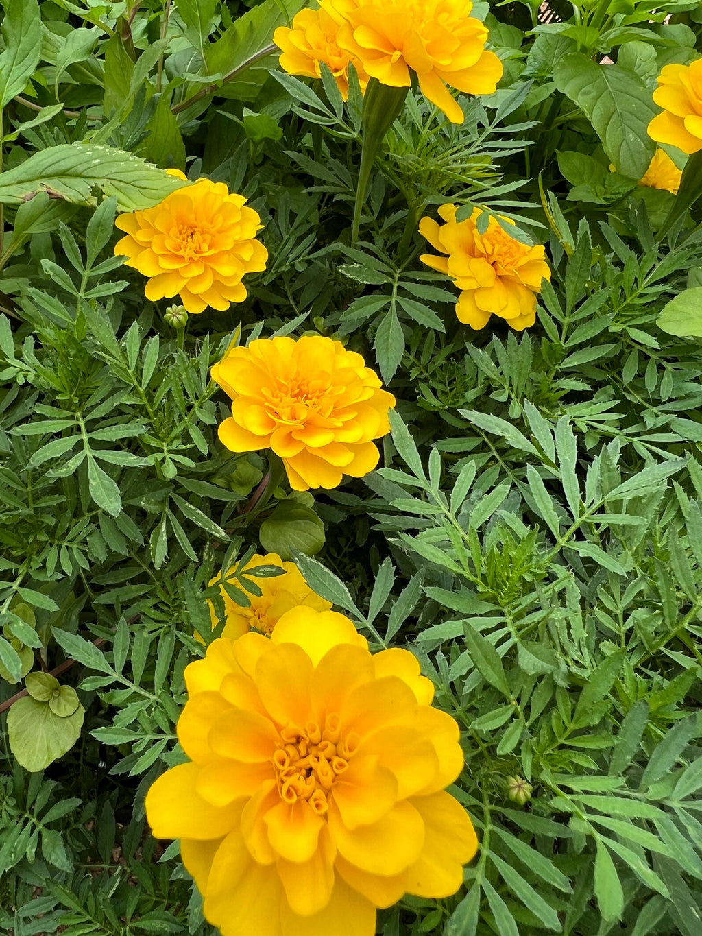 Marigold Charm, Creativity, Solar Magic, Dried Botanical, 2026 Harvest