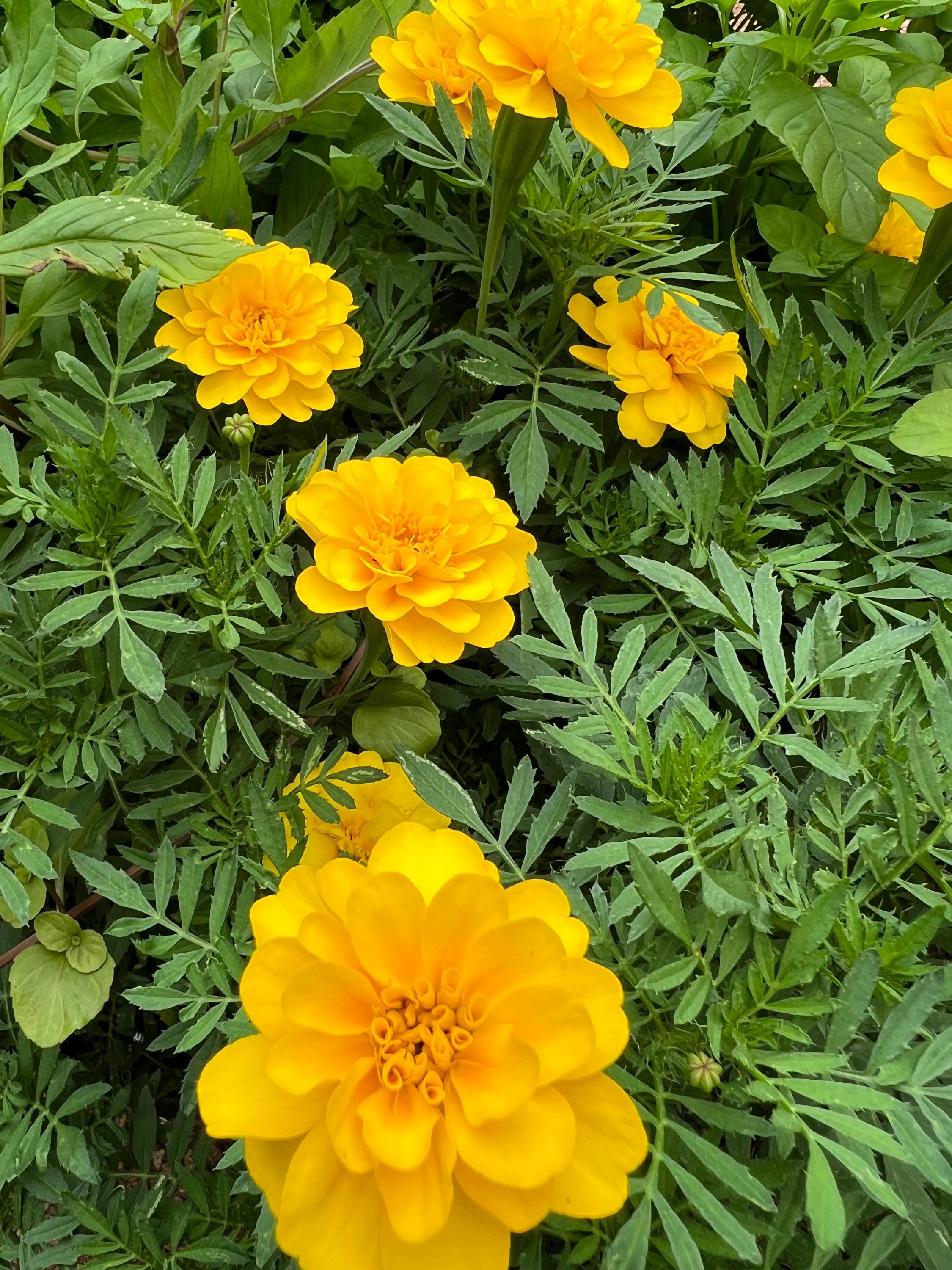 Marigold Charm, Creativity, Solar Magic, Dried Botanical, 2026 Harvest
