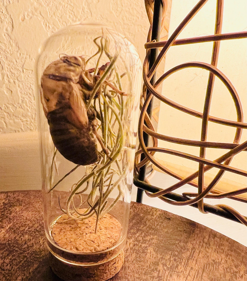 Cicada Shell Reliquary, Spanish Moss Specimen, Transformation Curio, Death and Rebirth Symbol, Forest Witch Altar Relic