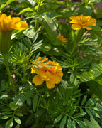 Marigold Charm, Creativity, Solar Magic, Dried Botanical, 2026 Harvest
