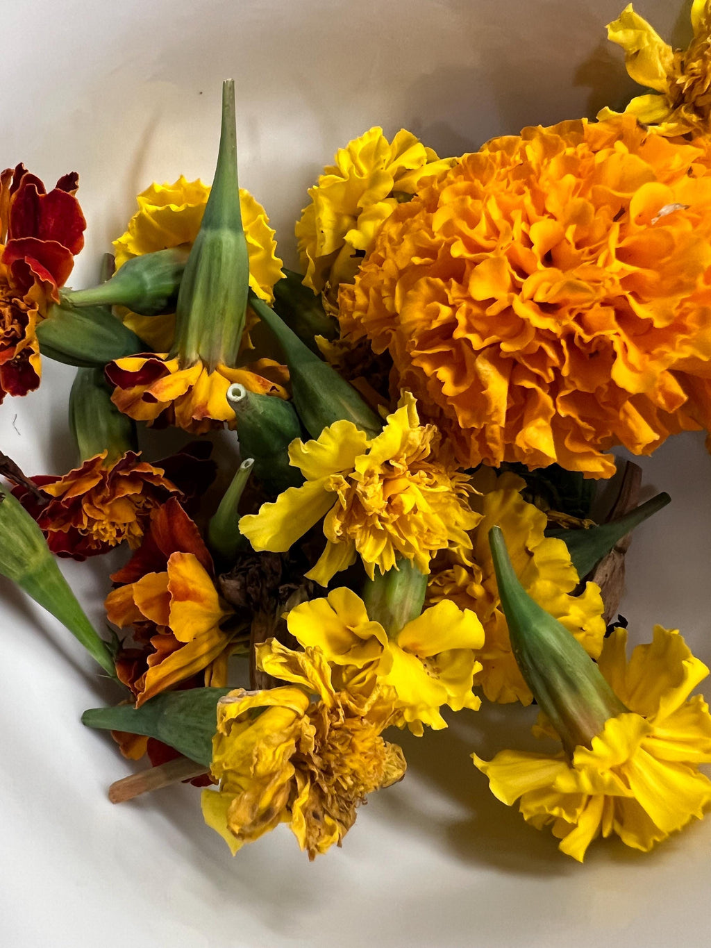 Marigold Charm, Creativity, Solar Magic, Dried Botanical, 2026 Harvest