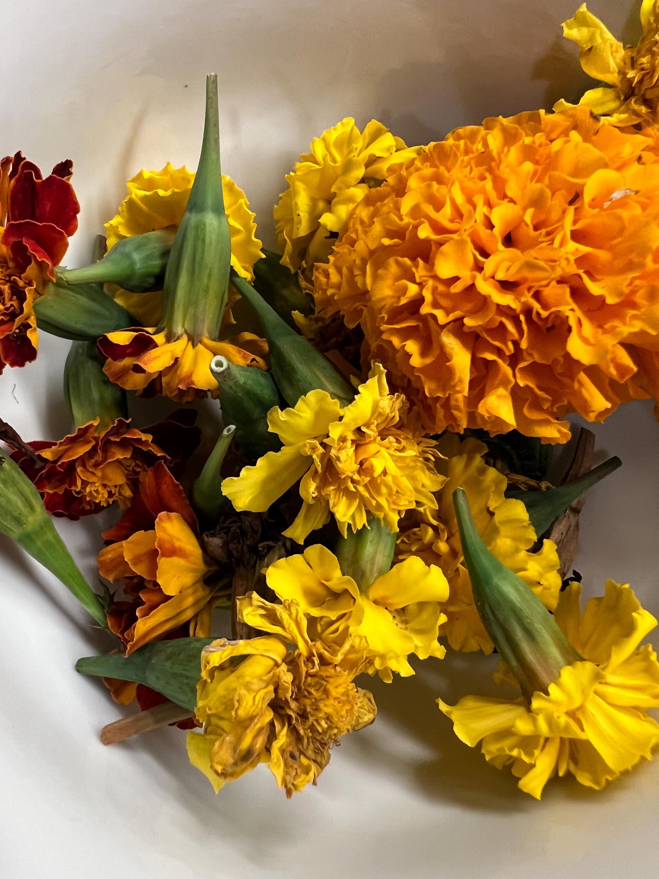 Marigold Charm, Creativity, Solar Magic, Dried Botanical, 2026 Harvest