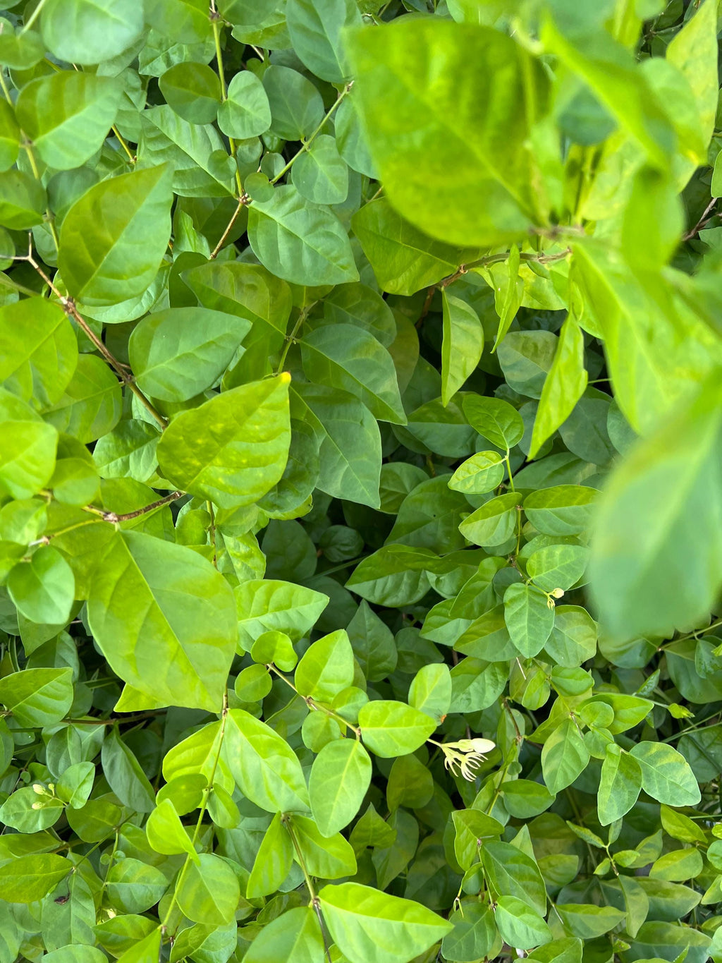 Jasmine Leaves, Organic, Handpicked and Dried, Cottage Grown, Ritual and Cottage Magic, Partially Crushed for Love and Heart Magick, 1 gram