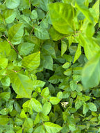 Jasmine Leaves, Organic, Handpicked and Dried, Cottage Grown, Ritual and Cottage Magic, Partially Crushed for Love and Heart Magick, 1 gram